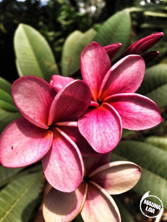 Hotel Mauna Loa Pinilla ภายนอก รูปภาพ